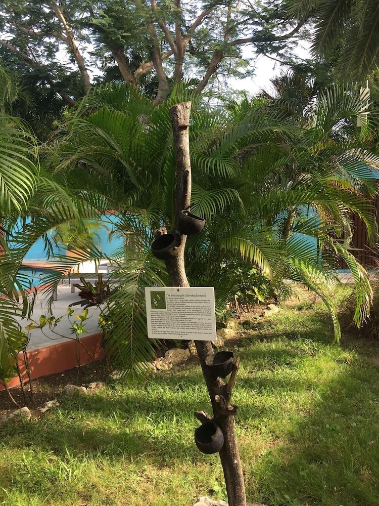 Buccaneer Beach Club Dickenson Bay Exterior foto