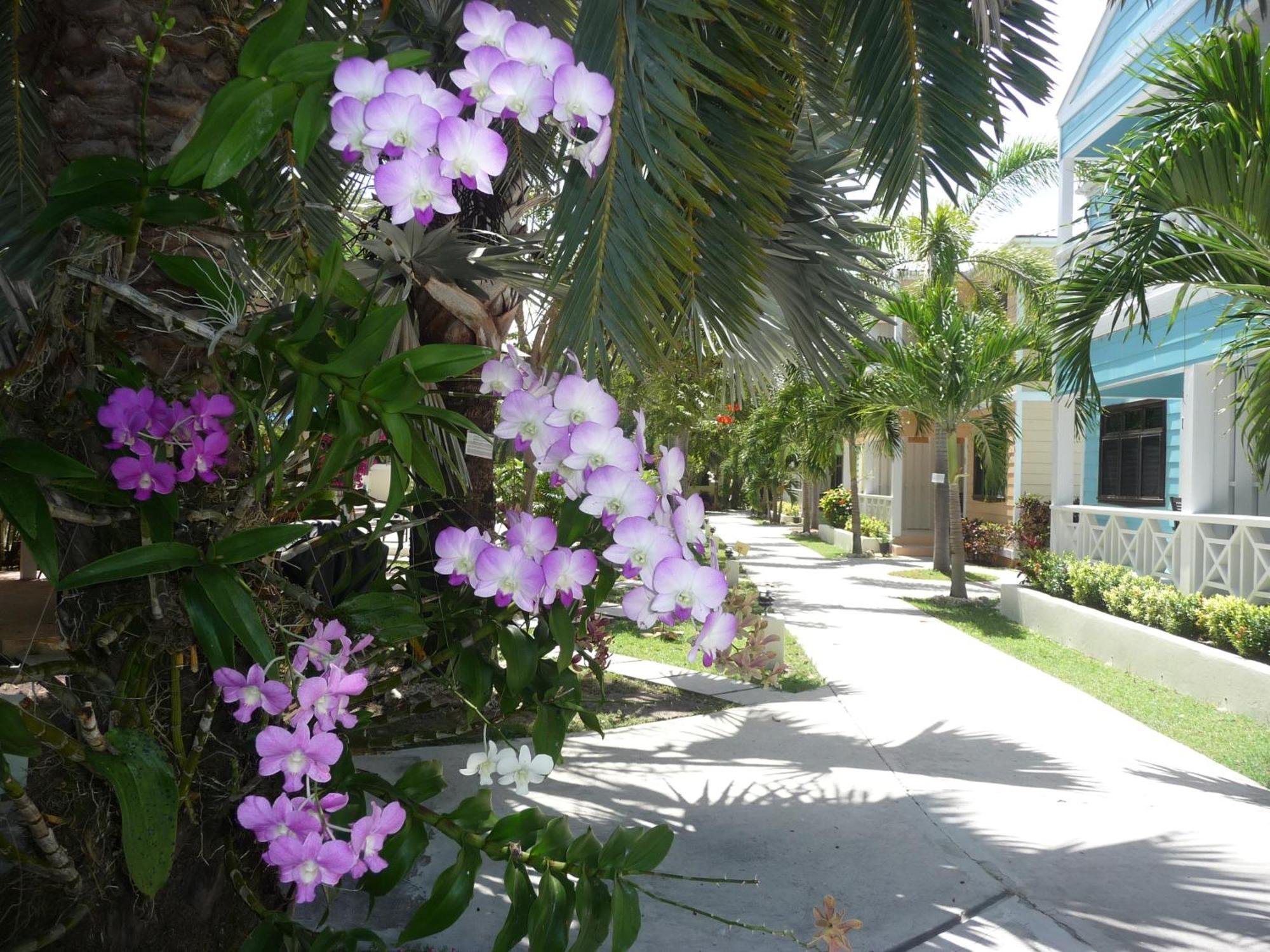 Buccaneer Beach Club Dickenson Bay Exterior foto